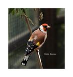 Putter man split bruin kans bruinpastel 2025, Mannelijk, Wildzangvogel, Geringd