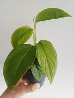 Monstera ec7 (noid), Huis en Inrichting, Kamerplanten, Overige soorten, In pot, Minder dan 100 cm, Groene kamerplant