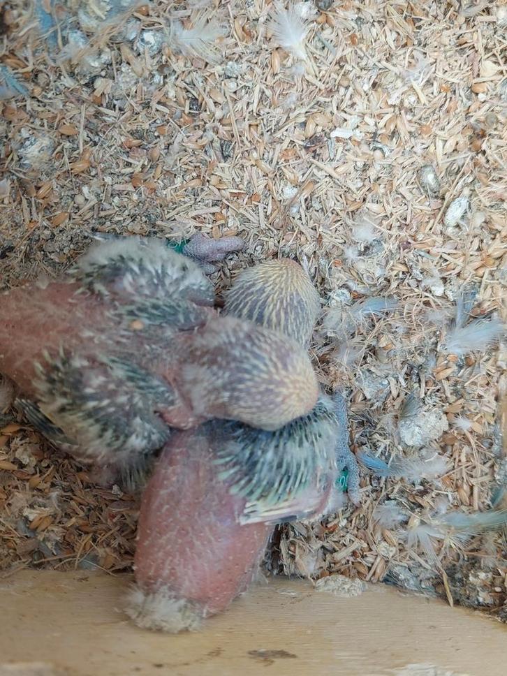 Dwergpapegaai babys handtamme, Dieren en Toebehoren, Vogels | Parkieten en Papegaaien