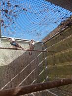 Bewezen KWEEKKOPPEL Kookaburra 6 - 7 jarig met DNA! TOPPER, Geringd