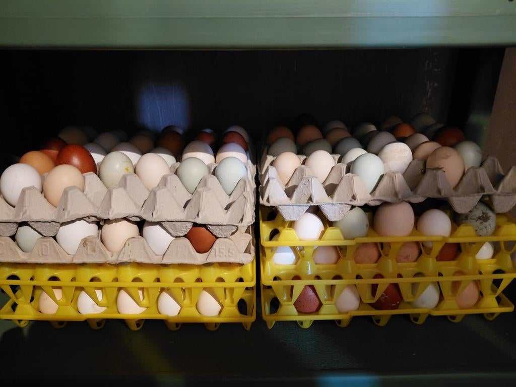Verse eieren, Dieren en Toebehoren, Pluimvee