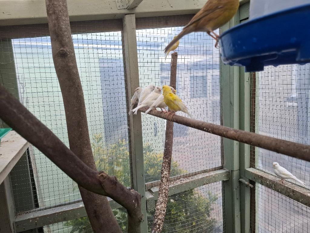 Kanaries, Plusieurs animaux, Canari de couleur