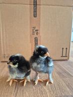 Mechelse koekoek Kuikens, Dieren en Toebehoren, Maart, Meerdere dieren