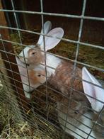 3 mannelijke Vlaamse reuzen te koop, Mannelijk, Groot, 0 tot 2 jaar