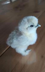 Zijdehoen broedeieren, Sexe inconnu, Poule ou poulet