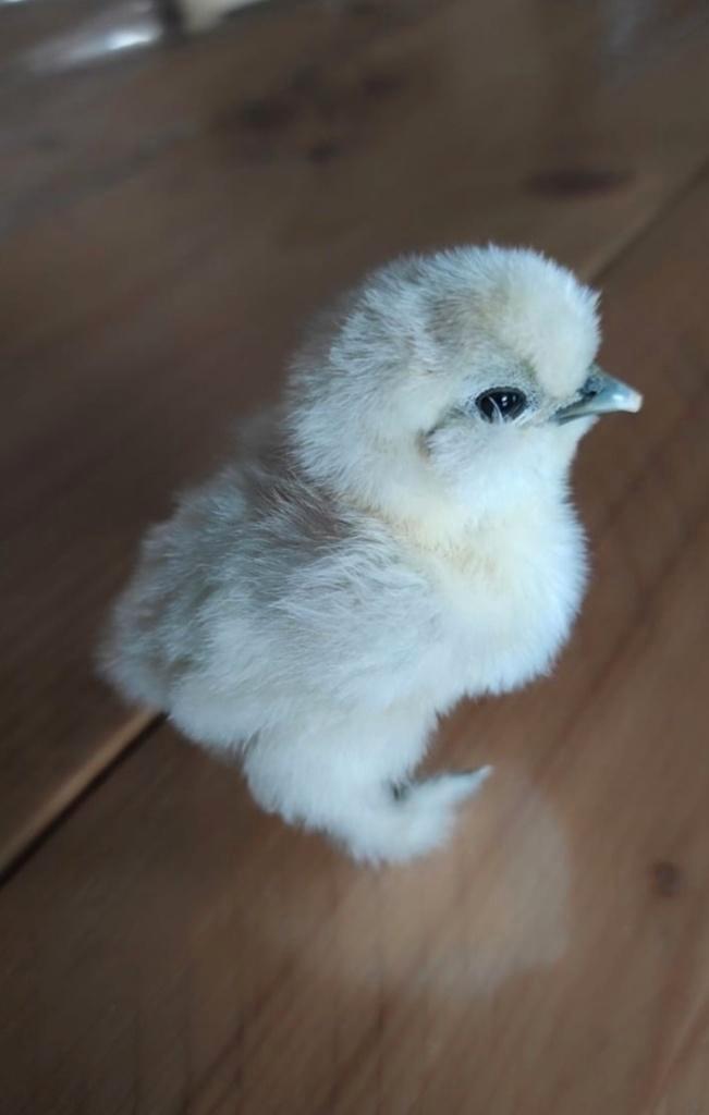 Zijdehoen broedeieren, Animaux & Accessoires, Volatiles, Poule ou poulet, Sexe inconnu