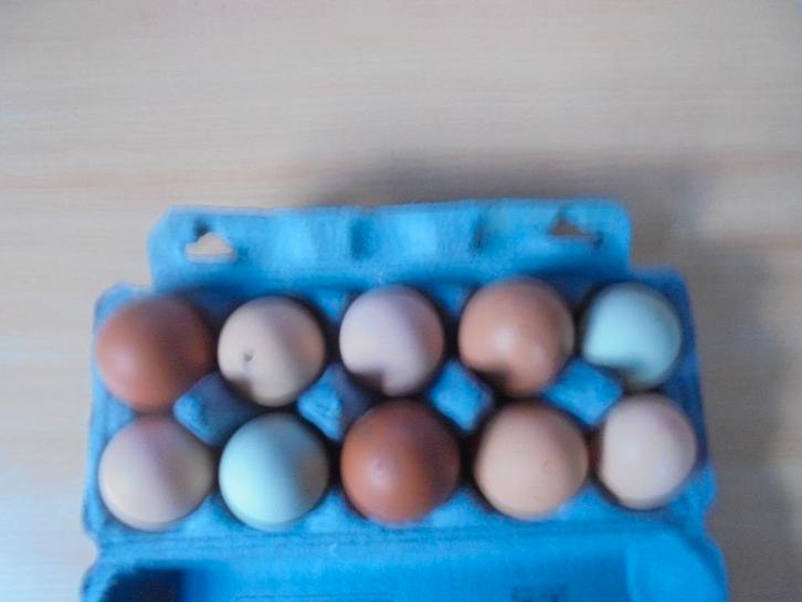 broedeieren, Dieren en Toebehoren, Pluimvee, Kip, Geslacht onbekend