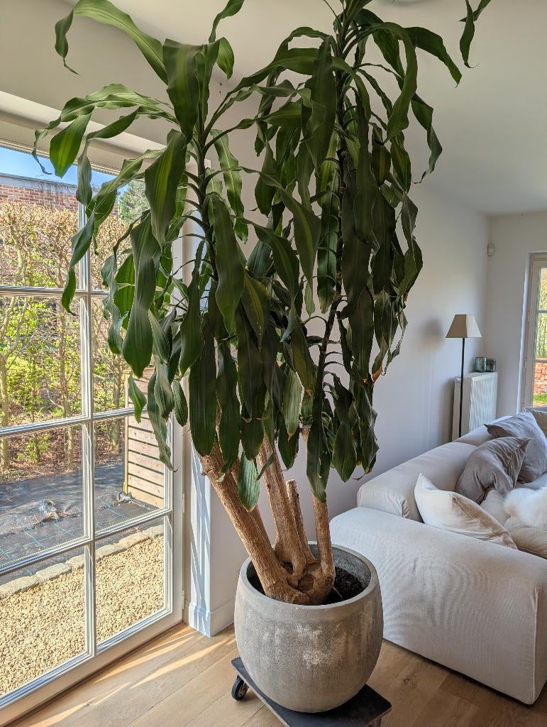 Dracaena massangeana 265 cm + pot en pierre solide 55 cm, Maison & Meubles, Autres espèces, En pot, Enlèvement, 200 cm ou plus