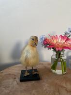 Taxidermie opgezet eendje, Verzamelen, Dierenverzamelingen, Ophalen