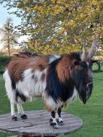 bouc naine, Animaux & Accessoires