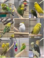 Engelse parkieten, Dieren en Toebehoren, Vogels | Parkieten en Papegaaien