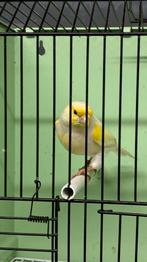 Geel mozaïek MAN, Dieren en Toebehoren, Vogels | Kanaries