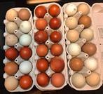 Coucheuse d'oliviers ou de légumes verts et œufs à éclore