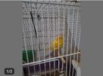 Kanari man met kooi. Fluiten goed 30 euro