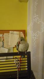 Muisparkiet 2025 ik kan geen aandacht geven haar naam is sam, Dieren en Toebehoren, Vrouwelijk, Parkiet, Tam