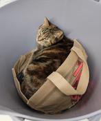 Lieve bruin tortie poes zoekt een nieuwe thuis!, Chatte ou Chat, À poils courts, 6 ans ou plus