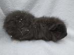Ch Teddy cavia beer te koop, Animaux & Accessoires, Novembre, Mâle, Cobaye