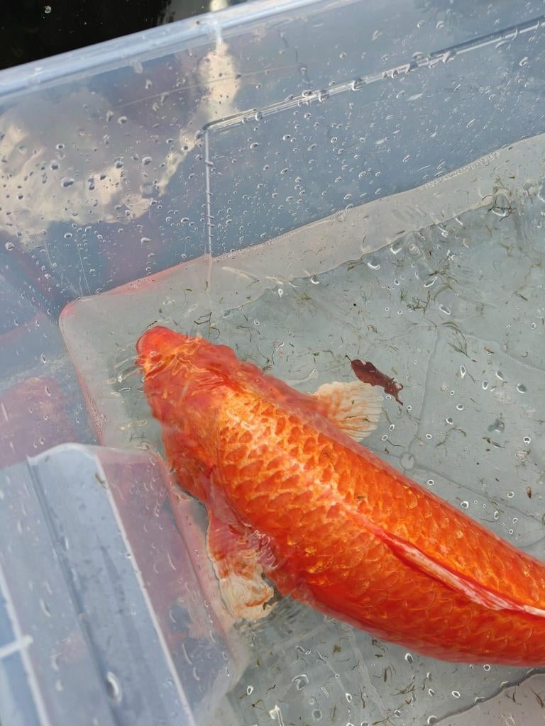 Koi, Dieren en Toebehoren, Karper of Koi