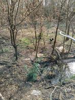 Opvang pluimvee Hennen ganzen eenden duiven konijnen cavia's, Dieren en Toebehoren, Pluimvee