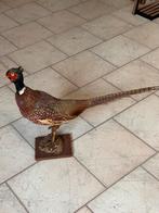 Fazant, Verzamelen, Ophalen, Zo goed als nieuw, Vogel, Opgezet dier