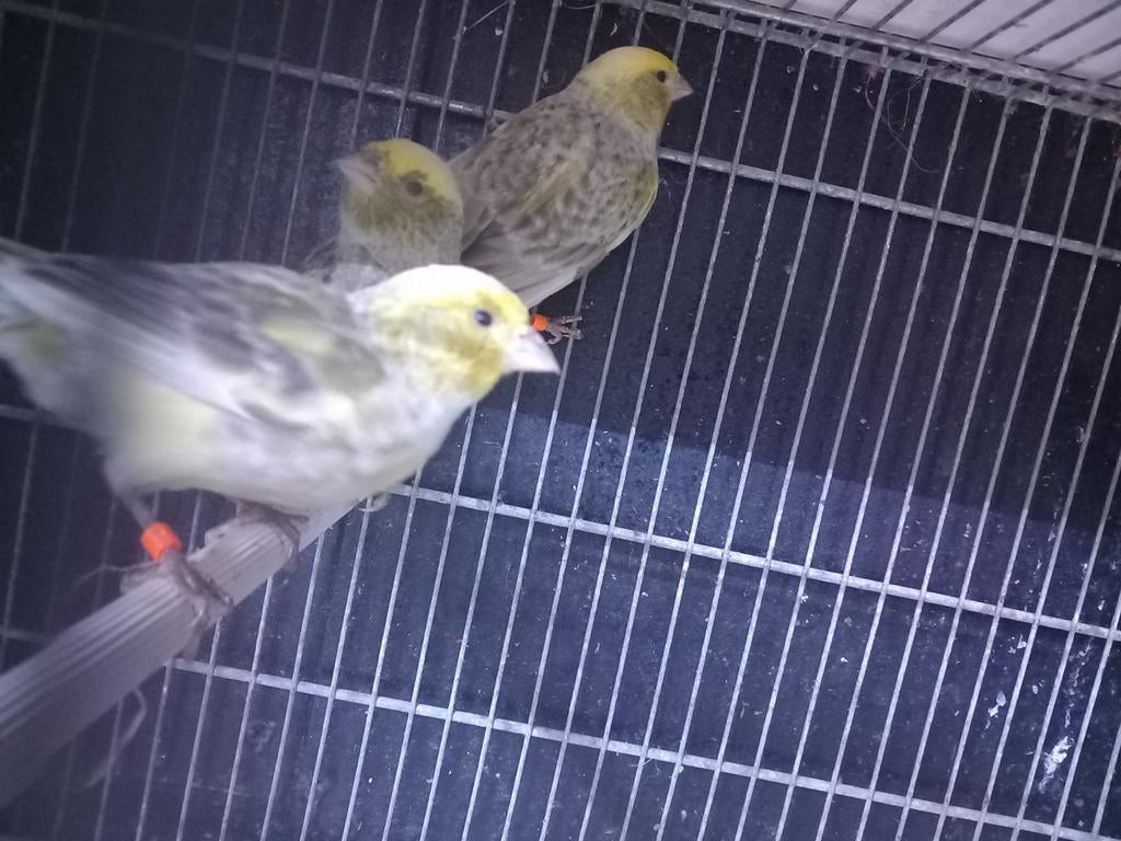 Canaris lizar., Animaux & Accessoires, Oiseaux | Canaris, Femelle