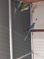 Overjarige halsbanden, Dieren en Toebehoren