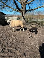 Ooi met ooilam, Dieren en Toebehoren, Meerdere dieren, Schaap, 0 tot 2 jaar