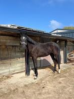 Dieren, Dieren en Toebehoren, Paarden, Merrie, Met stamboom, Dressuurpaard, 0 tot 2 jaar