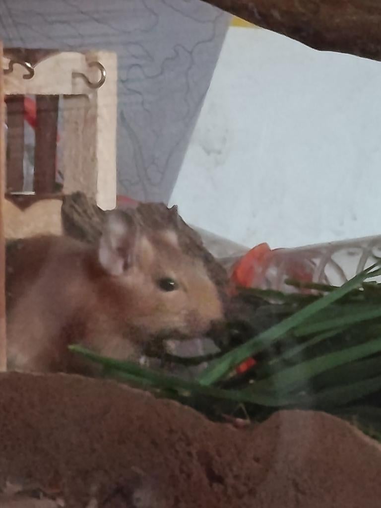 Couple de degus, Animaux & Accessoires, Janvier, Plusieurs animaux, Autres types