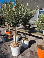 Olijfboom Olea Europaea, Tuin en Terras, Ophalen