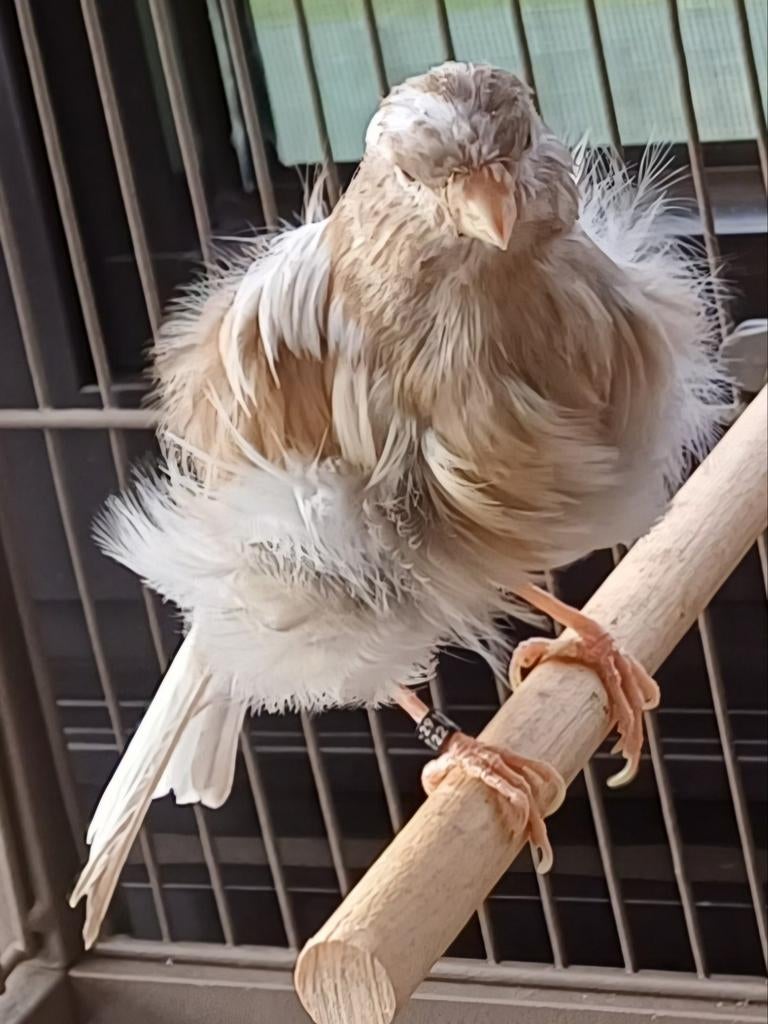 Parijse frise en Mehringer, Dieren en Toebehoren