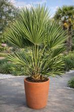 Europese dwergpalm - Chamaerops Humilis, Enlèvement