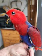 Handtam edelpapegaaitje 2026, Dieren en Toebehoren