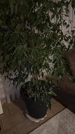 A vendre, Enlèvement