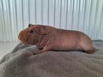 Skinny cavia beertjes, Dieren en Toebehoren, Knaagdieren, Cavia, Mannelijk, Januari, Tam