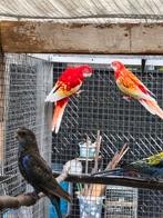 Koppel rosella, Dieren en Toebehoren, Vogels | Parkieten en Papegaaien