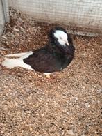 Sierduiven, Dieren en Toebehoren, Vogels | Duiven