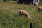 schaap, man , bok, 11 maanden oud, Dieren en Toebehoren, Schapen, Geiten en Varkens, Mannelijk, Schaap, 0 tot 2 jaar