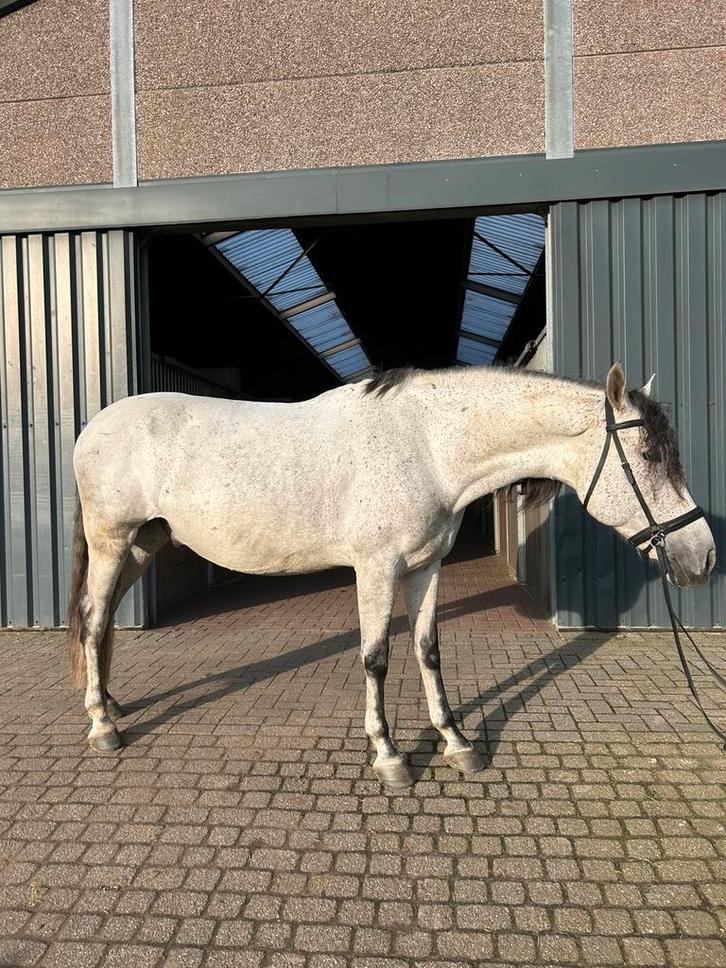 Prachtige PRE ruin van 8jaar, Dieren en Toebehoren, Paarden, Ruin, Gechipt