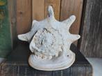 Mooie grote gehoornde schelp 24cm breed, Antiek en Kunst, Ophalen of Verzenden