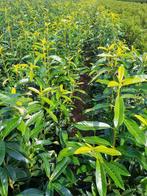 Genolia 'de Prunus Laurocerasus', Jardin & Terrasse, Enlèvement