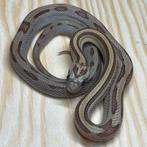 Korenslang 9 maand, Amber Stripe, Dieren en Toebehoren, Slang, Tam, 0 tot 2 jaar