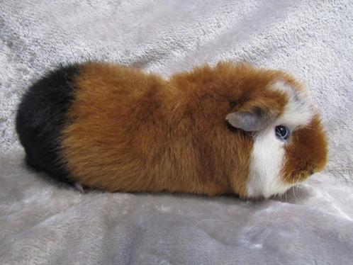 Mooie US teddy beer, Dieren en Toebehoren, Knaagdieren, Mannelijk, Cavia, Maart