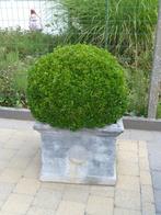 Plantenbak in sierbeton met buxus, Ophalen, Gebruikt, Minder dan 60 cm, Vierkant