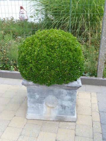 Plantenbak in sierbeton met buxus beschikbaar voor biedingen