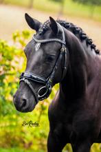 Bloedmooie talentvolle C pony merrie, Dieren en Toebehoren, Merrie, B, Springpony, 3 tot 6 jaar