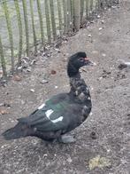 Barberie eenden mannelijk, Dieren en Toebehoren, Pluimvee, Mannelijk, Eend