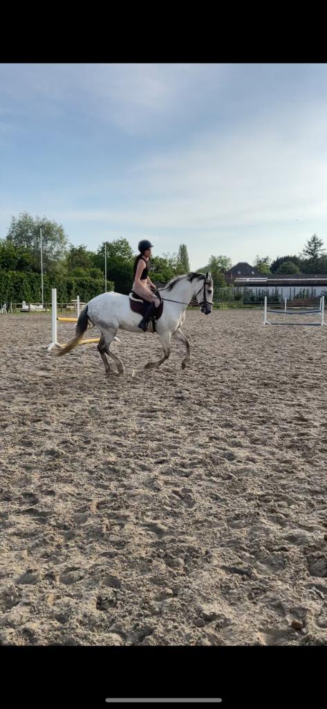 Halve stal PRE paard, Animaux & Accessoires, Chevaux, Hongre, Z, 160 à 165 cm, 11 ans ou plus, Cheval de dressage, Avec pedigree