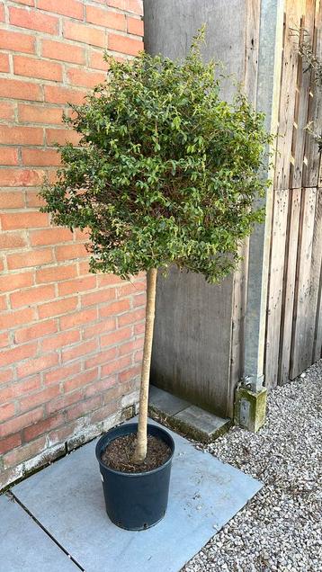 Ligustrum 1,7m, Enlèvement, Troène, 100 à 250 cm