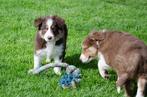 Border collie pups geboren op boerderij, CDV (hondenziekte), Meerdere, 8 tot 15 weken, Meerdere dieren